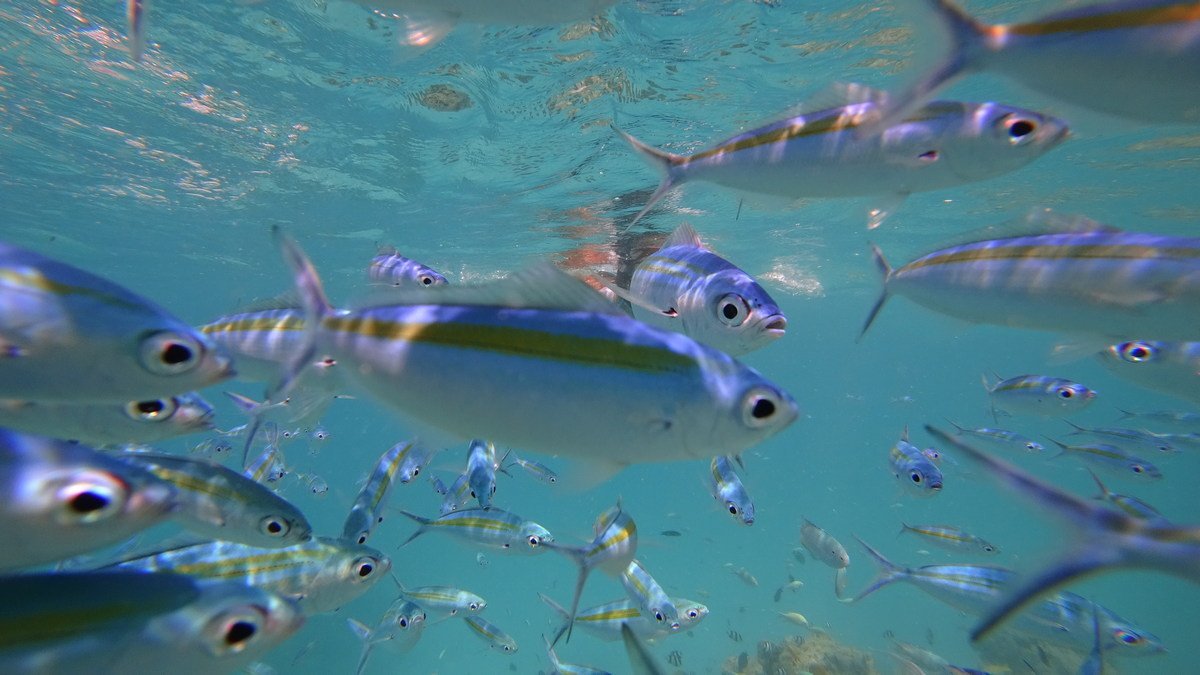 snorkeling-maldives