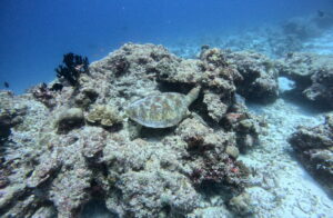 Romantic Rasdhoo-nav-5