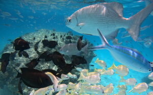 Romantic Rasdhoo-nav-6