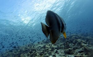 Diving in Rasdhoo-nav-7