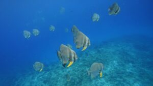 Diving in Rasdhoo-nav-10