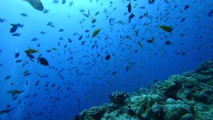 Diving in Rasdhoo-nav-9