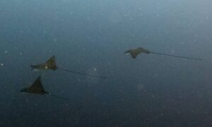 Diving in Rasdhoo-nav-8
