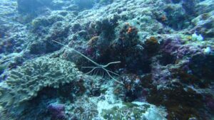 Diving in Rasdhoo-nav-11