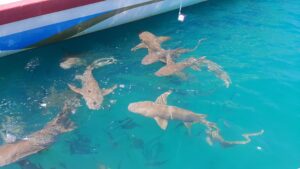 Rasdhoo & Ukulhas Adventure Escape-nav-14