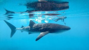 Best of Dhigurah-nav-12