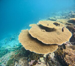 Romantic Fulidhoo-nav-10