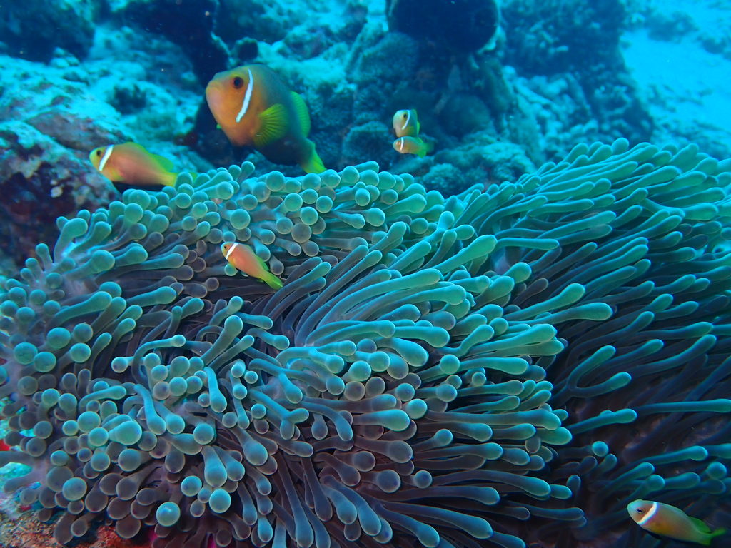 Diving in Dhigurah