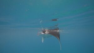 Best of Dhigurah-nav-15