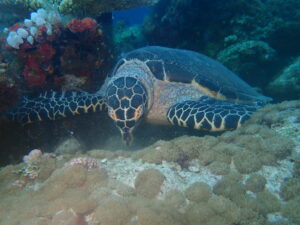 Diving in Dhigurah-nav-5