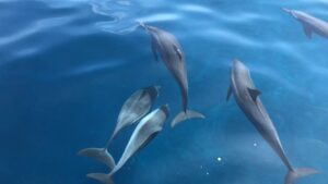 Romantic Dhigurah-nav-14
