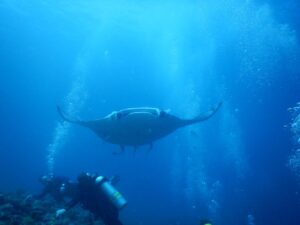 Diving in Dhigurah-nav-6
