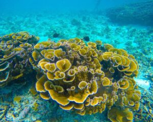 Best of Fulhadhoo-nav-5