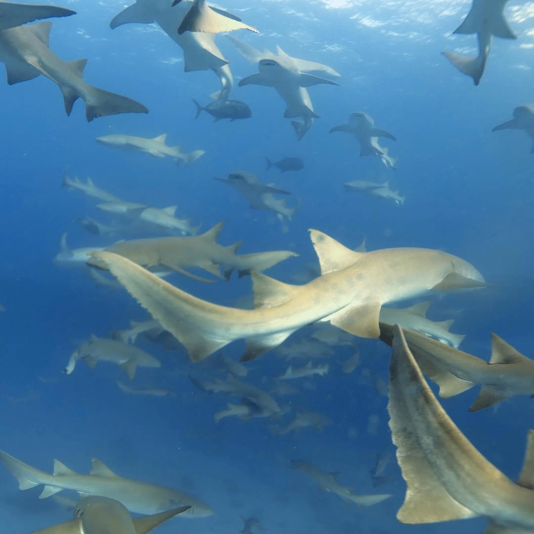Diving in Fulidhoo