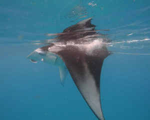 Best of Fulhadhoo-nav-14
