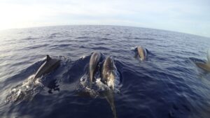 Rasdhoo & Ukulhas Adventure Escape-nav-7