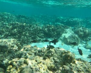 Best of Fulhadhoo-nav-13