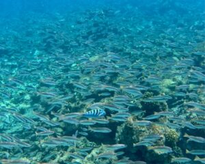 Best of Thinadhoo-nav-7