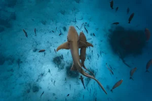 Meyyafushi Maldives-nav-5